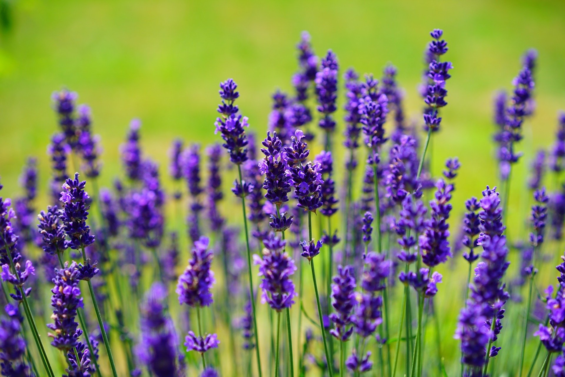 Lavanda pianta - Piante da Giardino - Coltivare lavanda